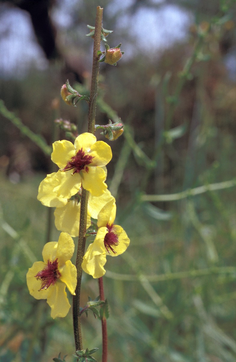 Verbascum blattaria, Moth Mullein